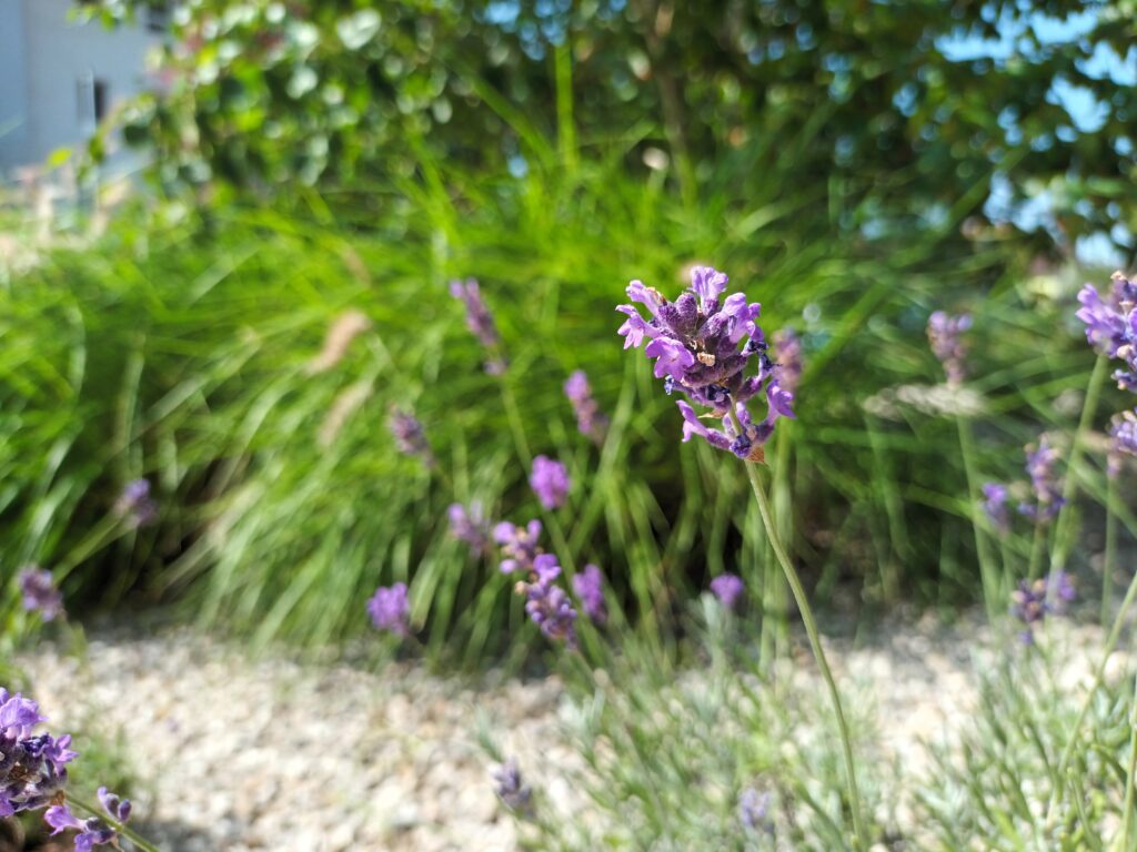 grünraumpflege